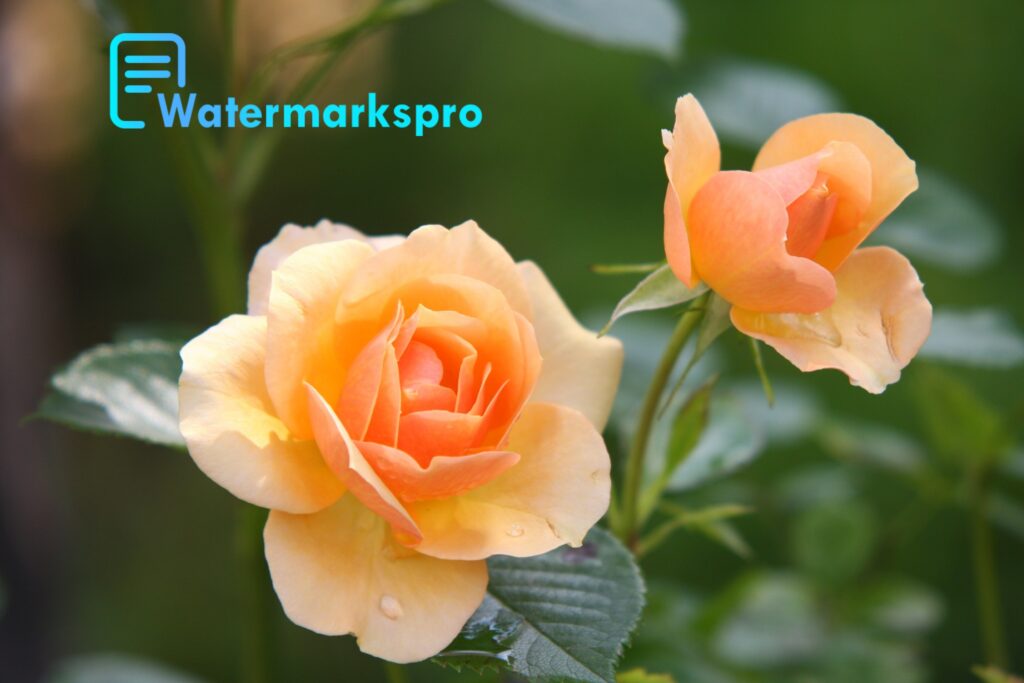 Watermark flower images