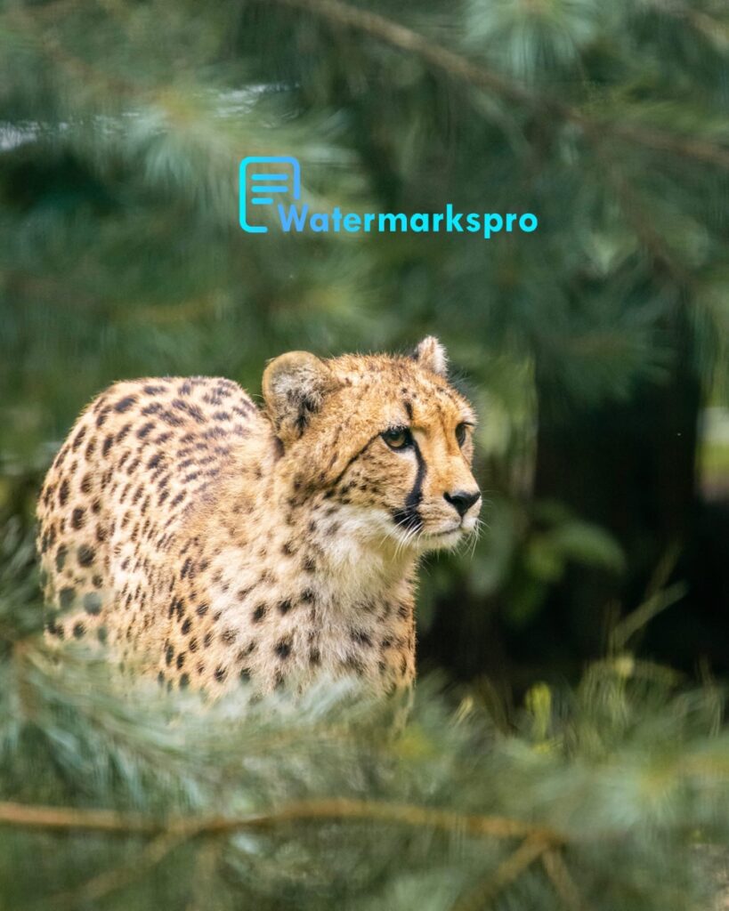 Watermark My photos for free